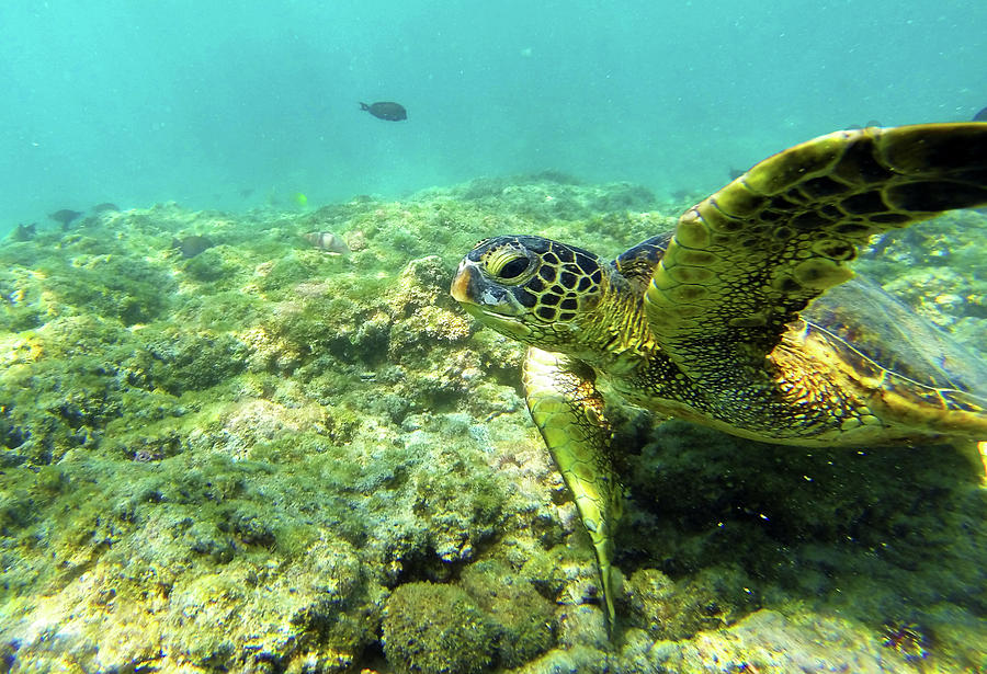 Sea Turtle #2 Photograph by Anthony Jones