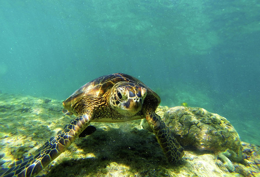 Sea Turtle #3 Photograph by Anthony Jones