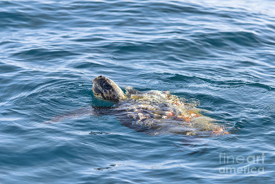 Sea Turtle At Sea Photograph by Eddie Yerkish
