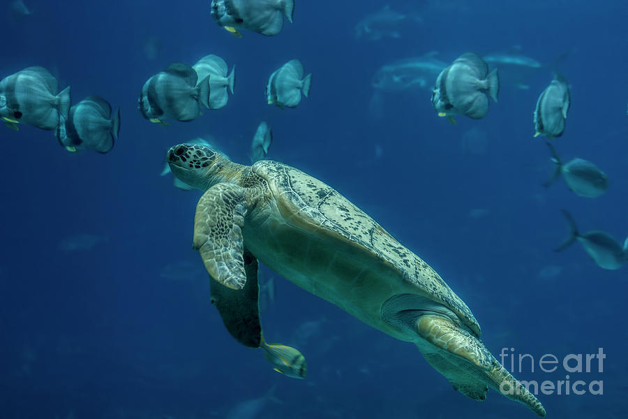 Sea Turtle Photograph by Barbara Bowen