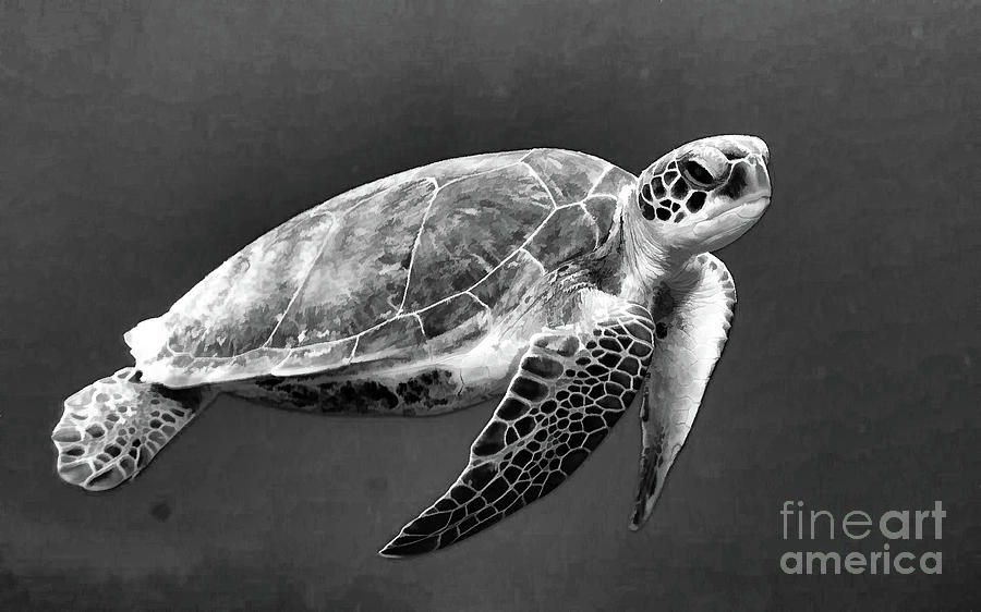 sea turtle black and white