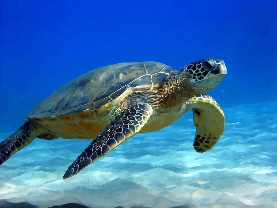 Sea Turtle Blue Photograph by Sam Ribeiro - Fine Art America