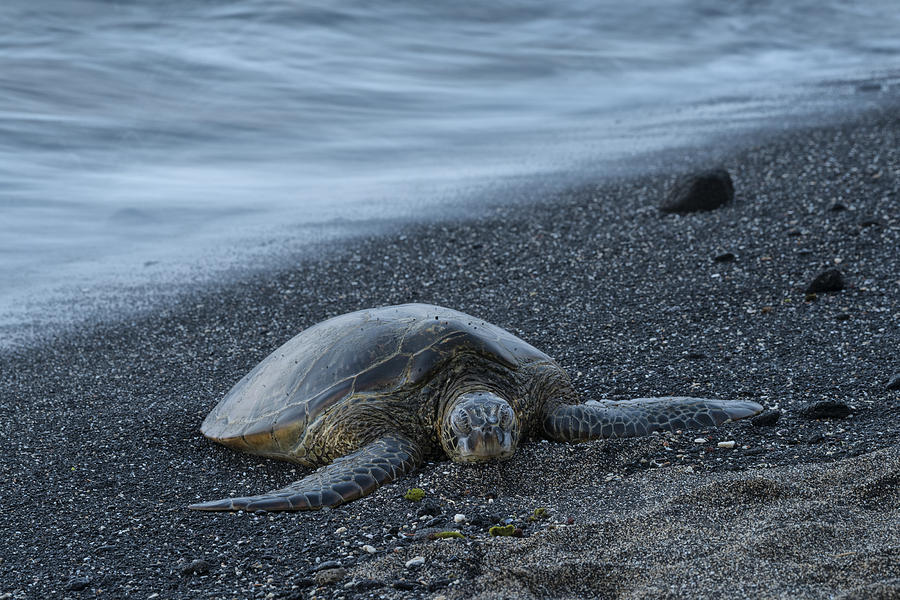 Beach Photograph - Sea Turtle by Christian Heeb