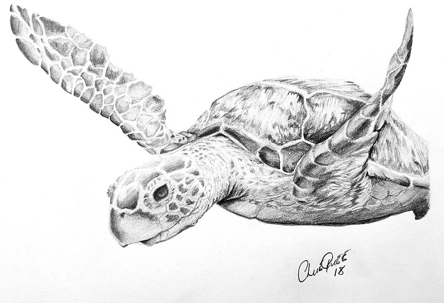 Black & White Sea Turtle Print | Coastal /Beach Art