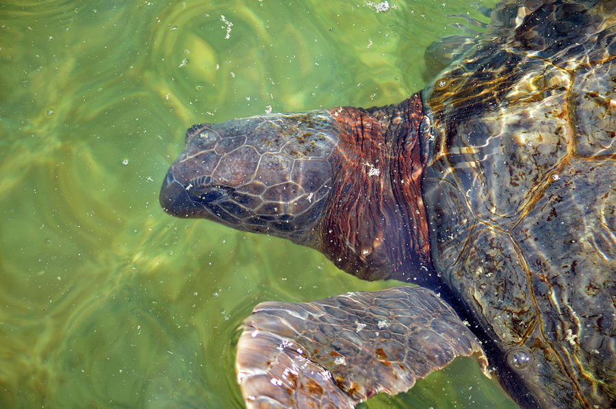 Sea Turtle Close Up 2 Photograph by Ken Figurski