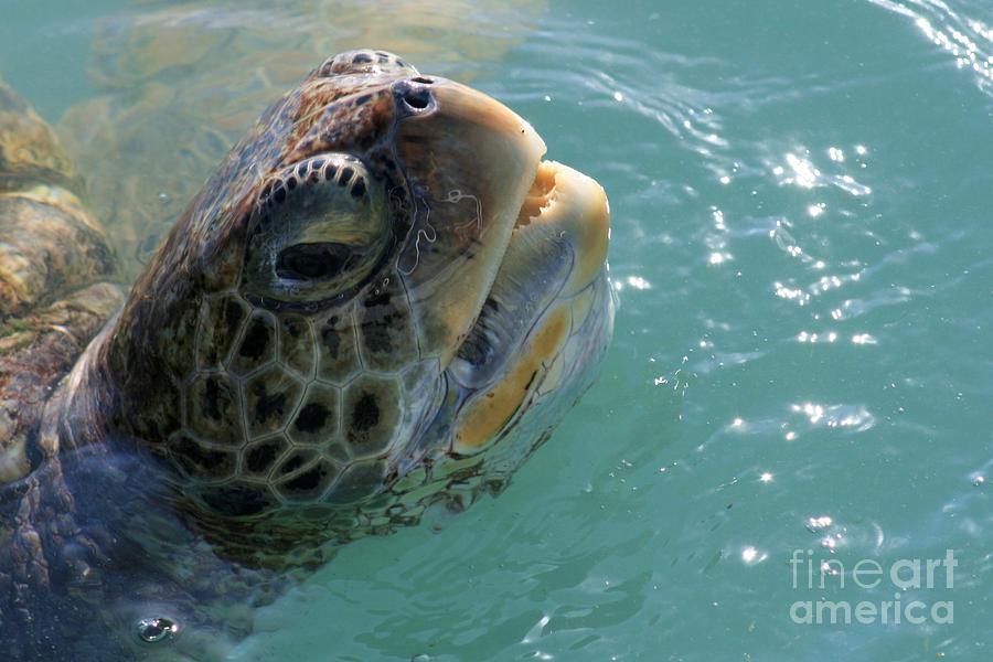 Sea Turtle Close Up Photograph by Robert Wilder Jr