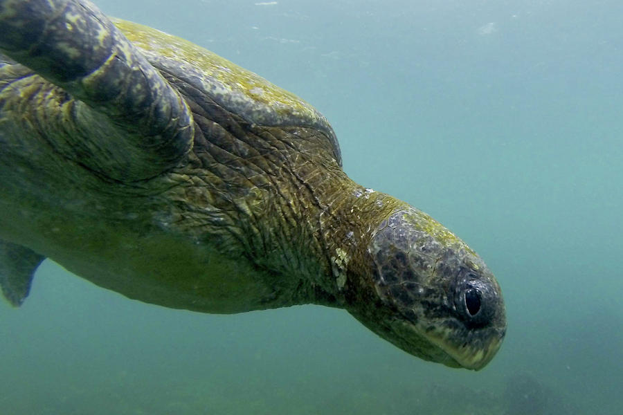 Sea Turtle Closeup Photograph By Jess Kraft - Fine Art America