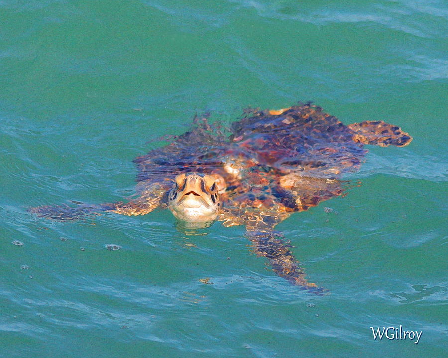 Wildlife Photograph - Sea Turtle / Cocoa Beach by W Gilroy
