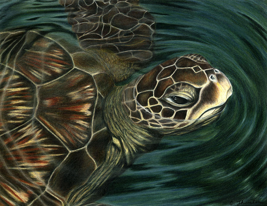 Sea Turtle Drawing by Corrina Thurston