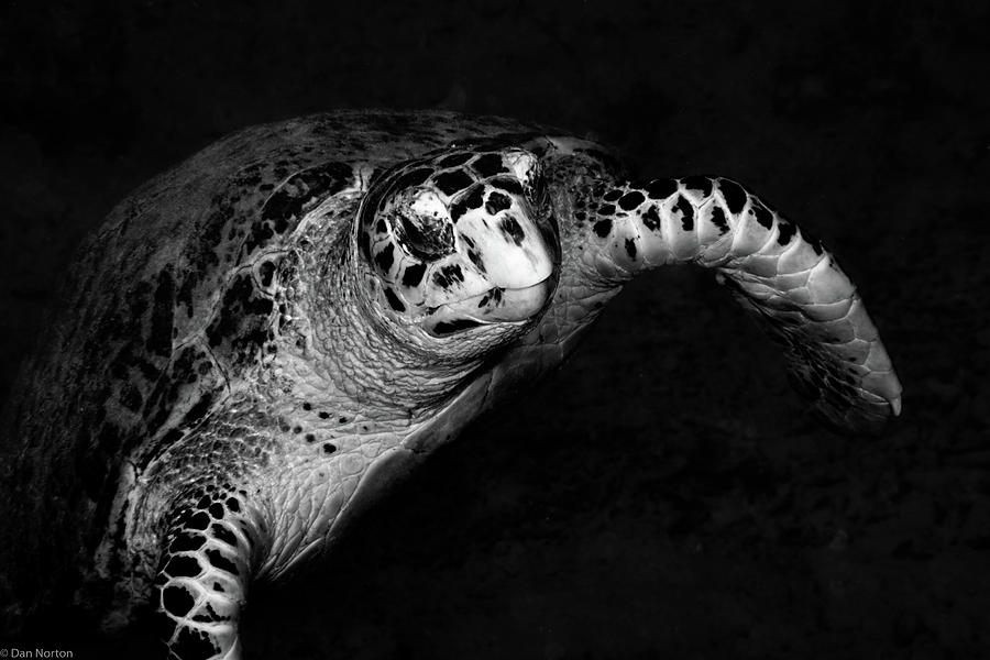 Sea Turtle Photograph by Dan Norton