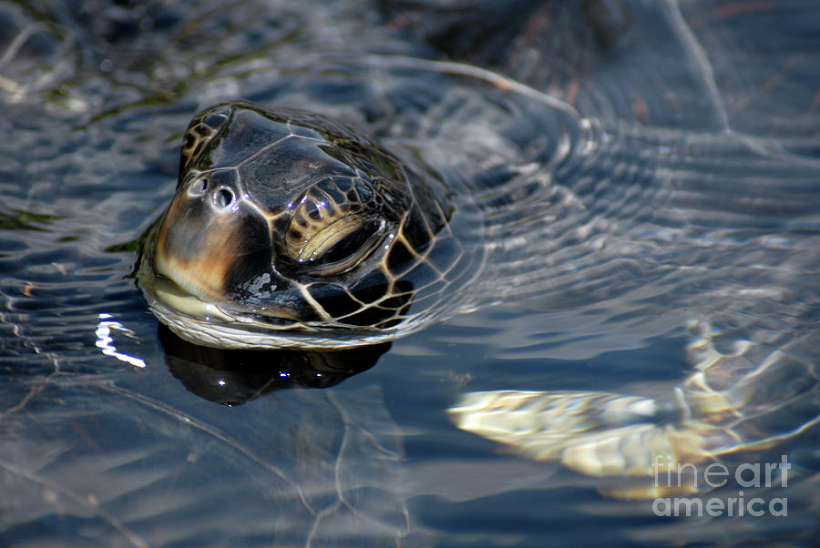Sea Turtle Photograph by Denise Bruchman