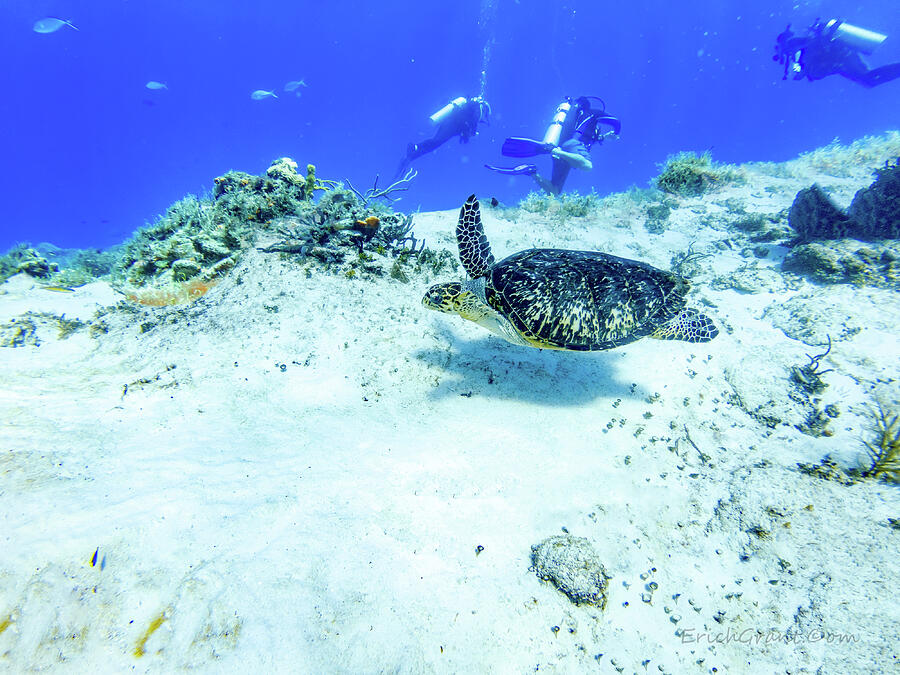 Cancun Photograph - Sea Turtle Swim by Erich Grant Cancun Photograph - Sea Turtle Swim by Erich Grant