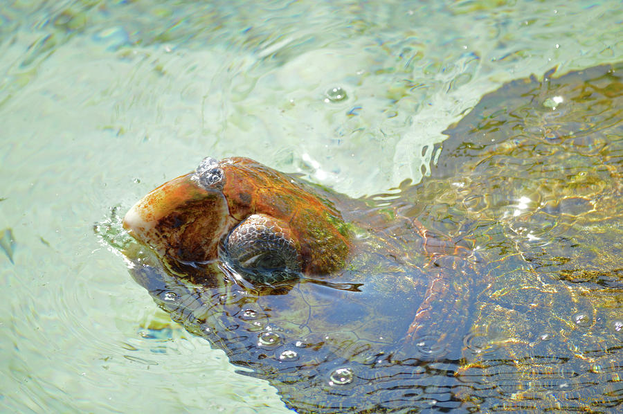 Sea Turtle Head Pop Photograph by Ken Figurski - Fine Art America