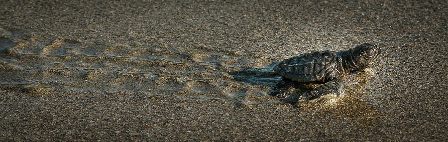 Mexico Photograph - Sea Turtle heading for the Pacific by Ward Cameron