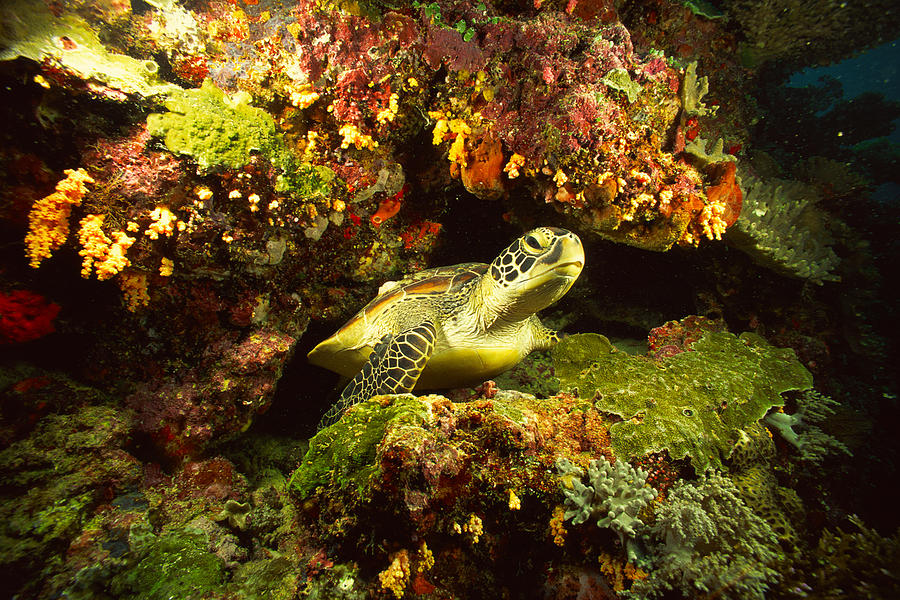 Sea Turtle in Coral Photograph by Michelle Halsey