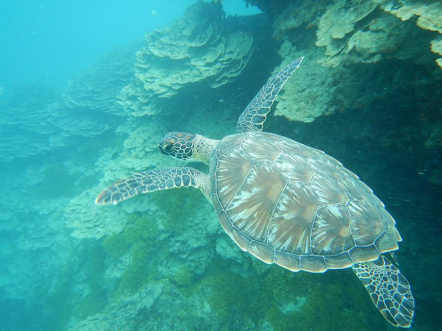 Sea Turtle in Guam Photograph by Michael Scott