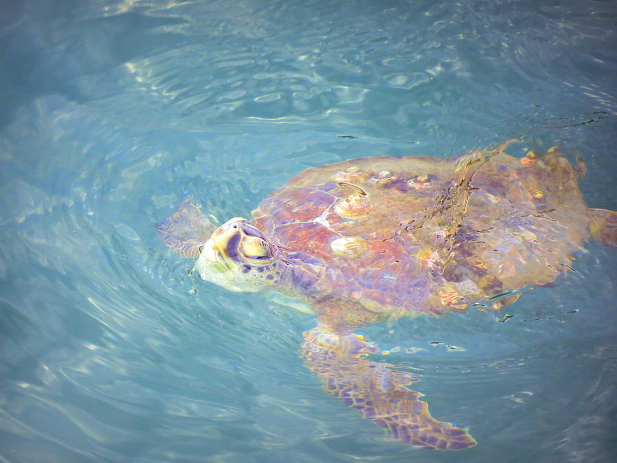 Sea Turtle In Teal Photograph by Wanderbird Photographi LLC