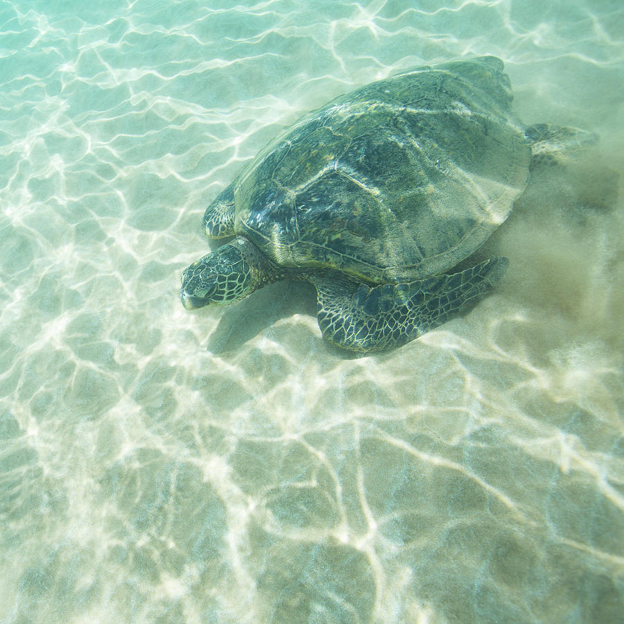 Sea turtle in the sand Photograph by Katharine Moore - Fine Art America