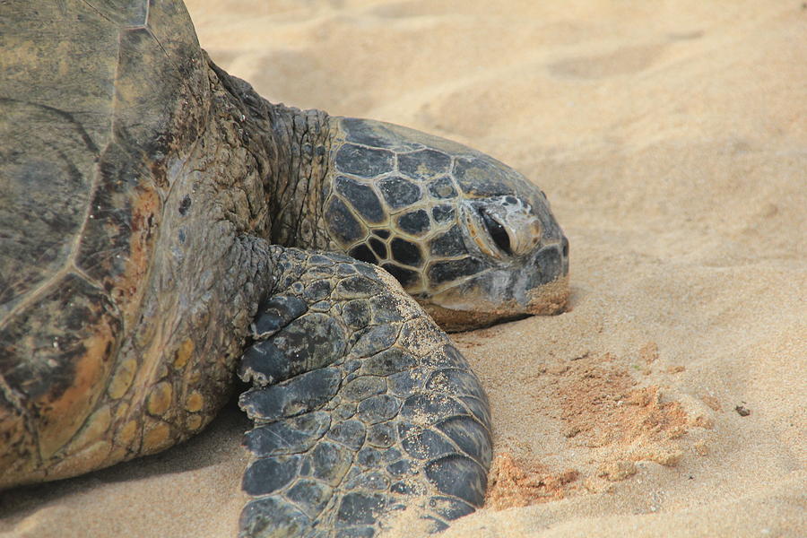 Sea Turtle Photograph by Janet Bembridge - Fine Art America