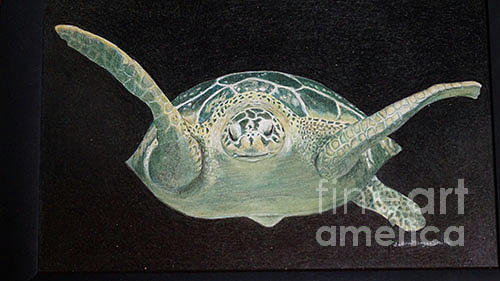 Turtle Drawing - Sea Turtle by JoAnn Morgan Smith