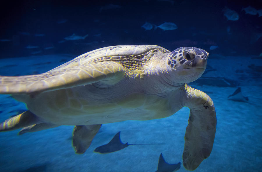 Sea Turtle Photograph by Mark Chandler - Fine Art America