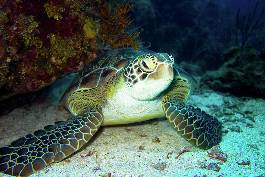 Nature Photograph - Sea Turtle by Monique Taree
