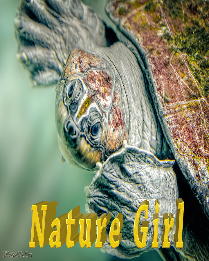 Sea Turtle Nature Girl Photograph by LeeAnn McLaneGoetz McLaneGoetzStudioLLCcom