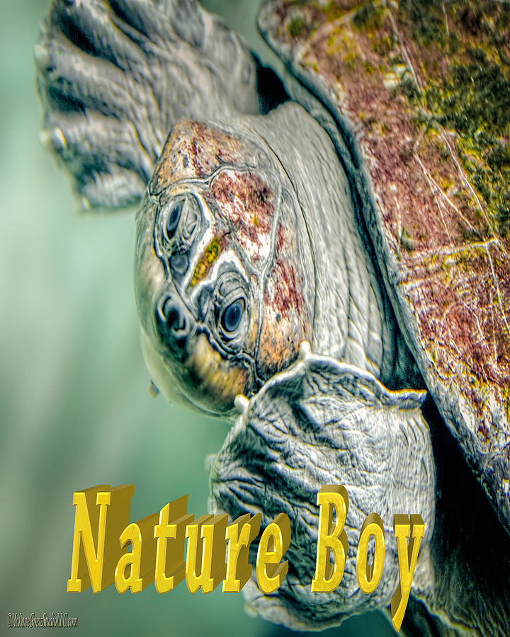Sea Turtle NatureBoy Photograph by LeeAnn McLaneGoetz McLaneGoetzStudioLLCcom