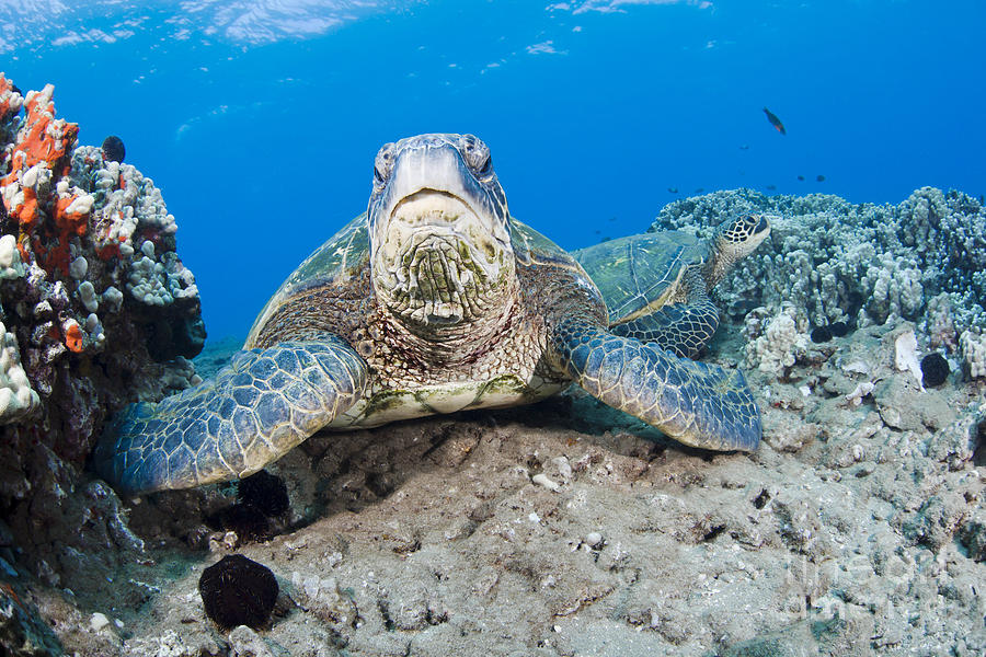 Sea Turtle on Reef Photograph by Dave Fleetham - Printscapes