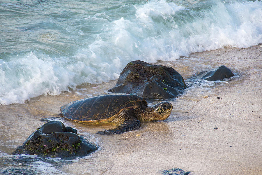 Sea Turtle On Shore Photograph by Matt McDonald