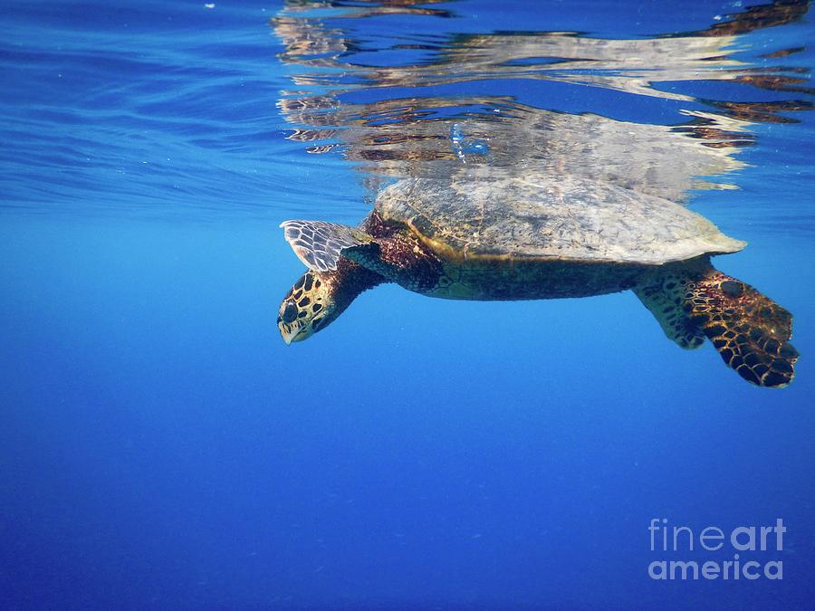 Sea Turtle Reflections Photograph