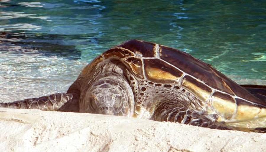 Sea Turtle Resting Photograph by Amanda Eberly