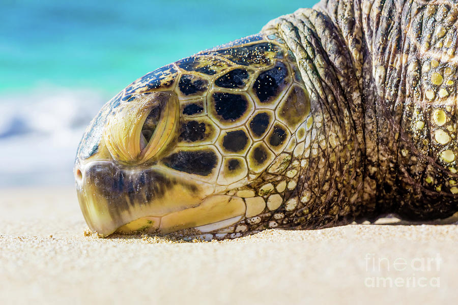 Sea Turtle resting at the Beach Photograph by Hans- Juergen Leschmann