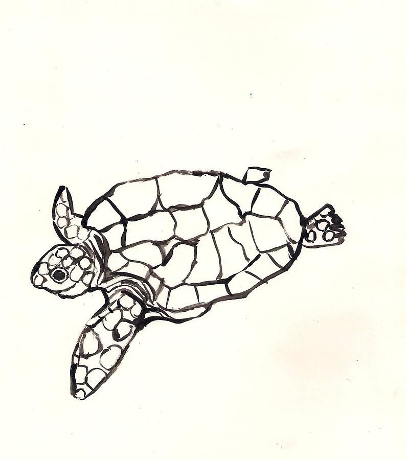 Green Sea Turtle (Chelonia mydas) Dimensions & Drawings | Dimensions.com