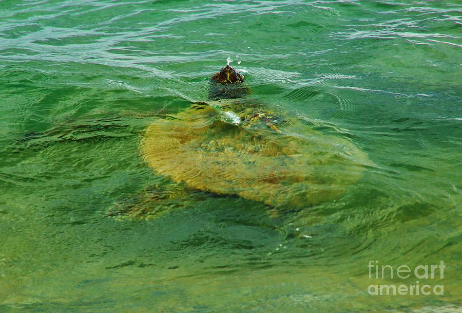 Sea Turtle Up for Air Photograph by Craig Wood