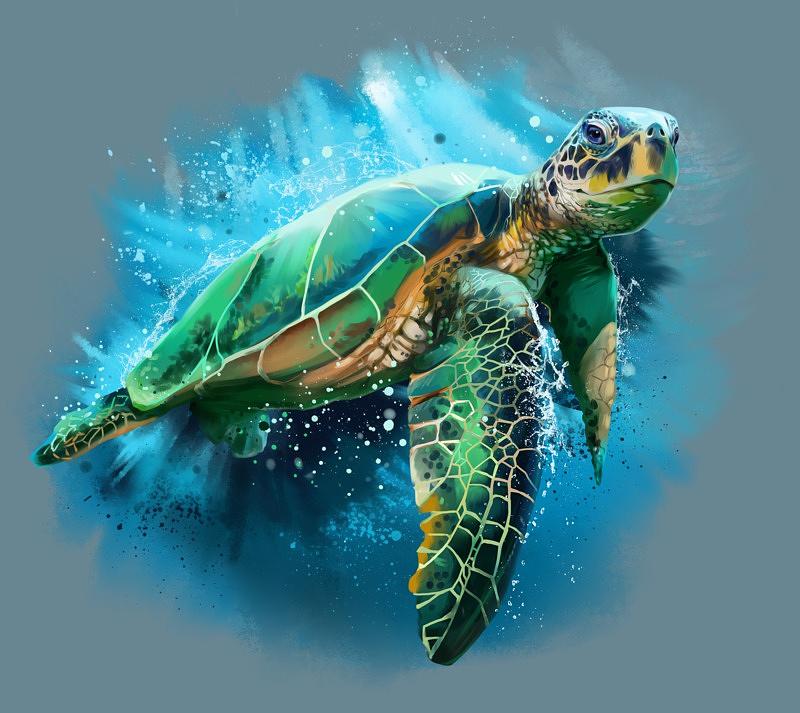 Sea Turtle And Lotus Art, How To Draw, Step by Step, Drawing Guide, by  Cocoapebbles - DragoArt