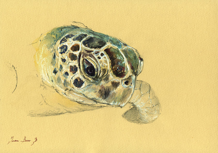 Sea Turtle Painting - Sea turtle watercolor by Juan  Bosco
