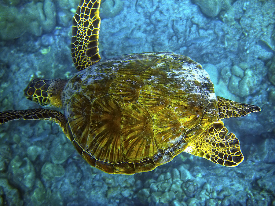 Sea Turtle Photograph by Waterdancer 