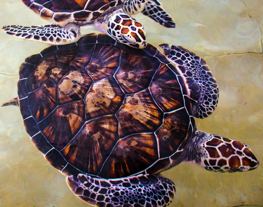 Sea Turtles Photograph by Denny Motsko - Fine Art America