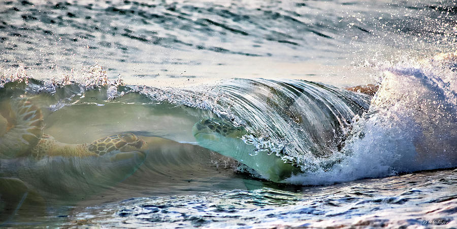 Sea Turtles In The Waves Photograph by Barbara Chichester