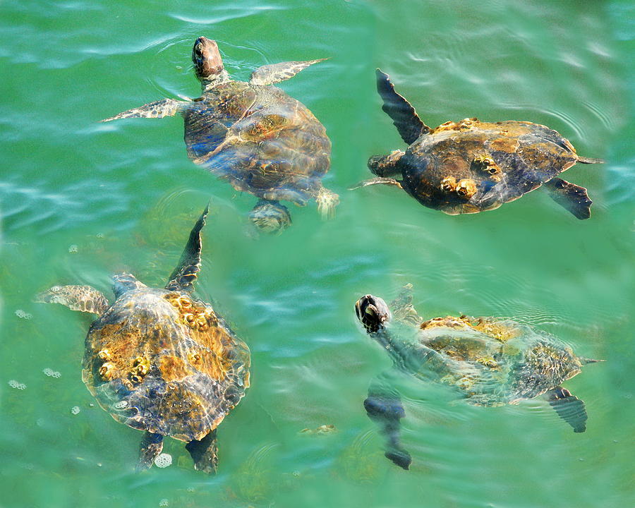 Wildlife Photograph - Sea Turtles... by W Gilroy