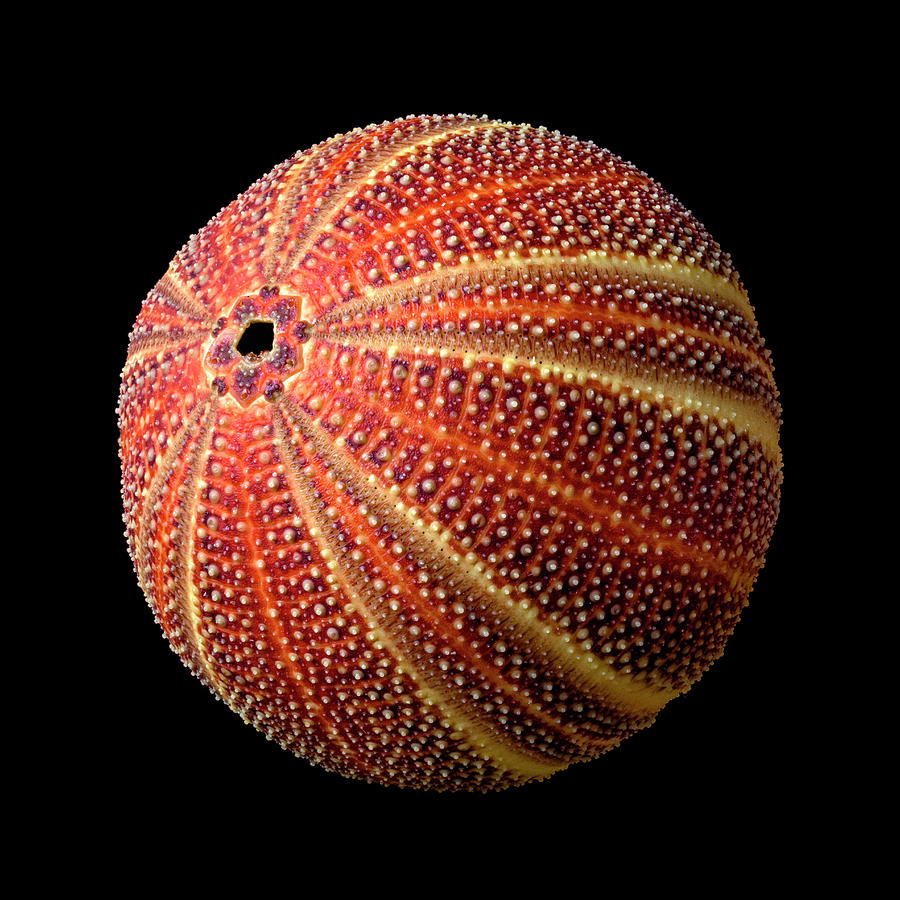 Sea Urchin 2 Photograph by Jim Hughes