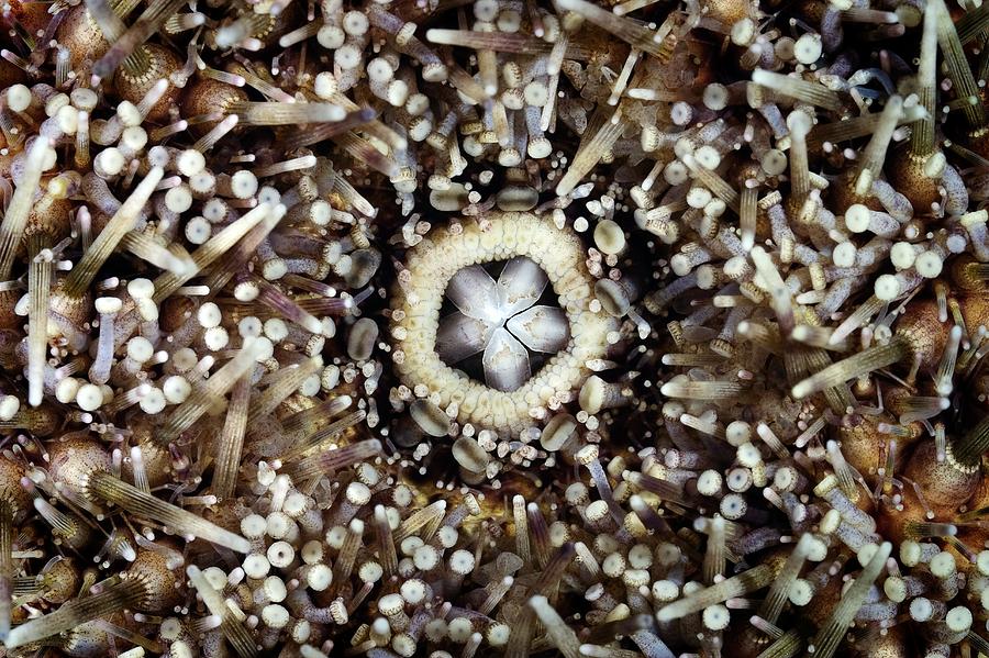 Nature Photograph - Sea Urchin by Alexander Semenov