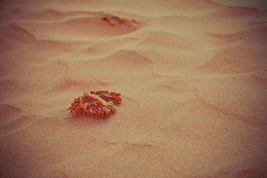 Sea Urchin Ashore Photograph