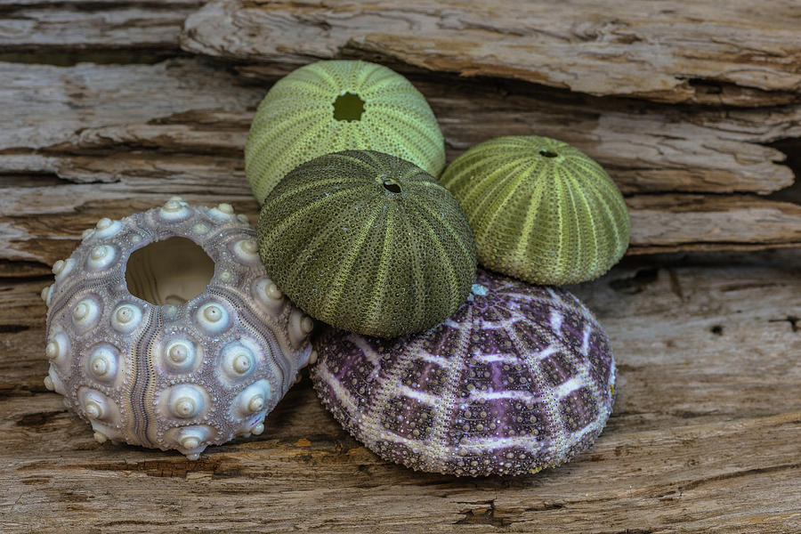Sea Urchin Collection by Randy Walton Sea Urchin Collection by Randy Walton