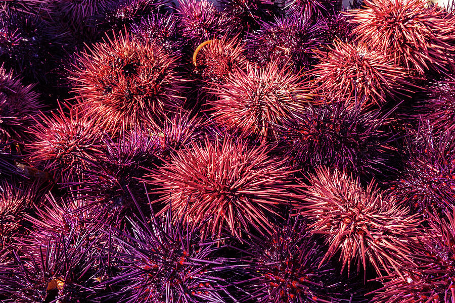 Sea Urchin Harvest Photograph by Kathleen Bishop