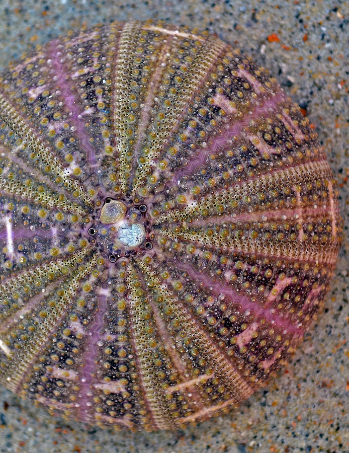 Sea Urchin Jewel Photograph by Sandi OReilly