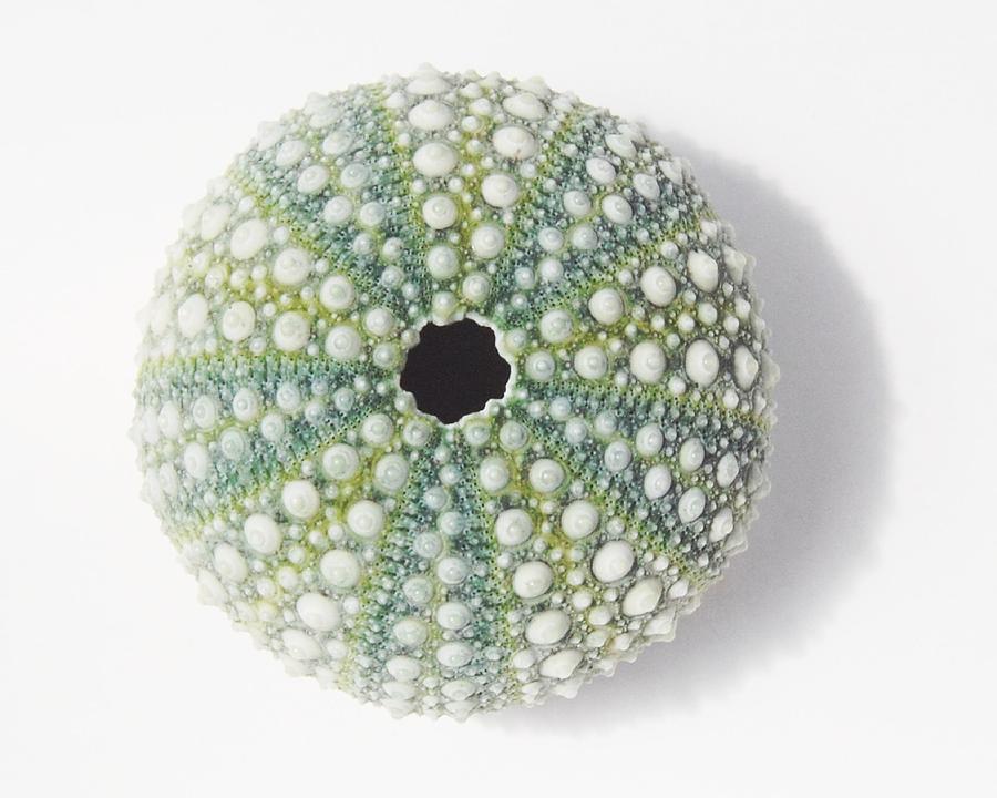 Sea Urchin by Jocelyn Friis Sea Urchin by Jocelyn Friis