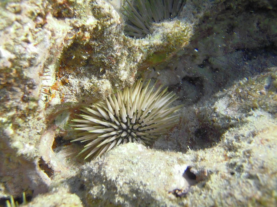 Sea Urchin Photograph by Michael Peychich - Fine Art America