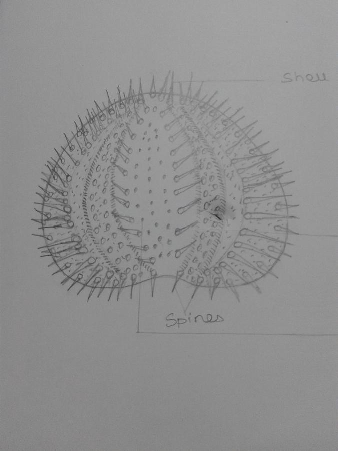 sea urchin sketch